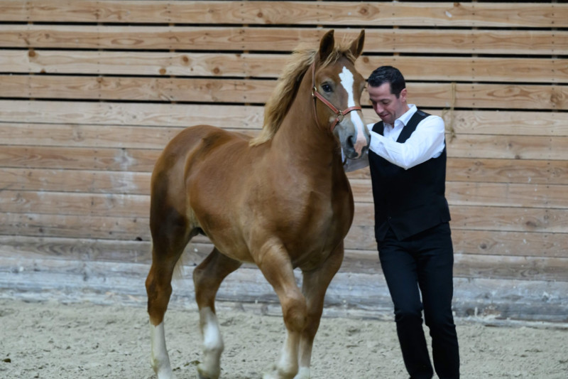 Haras National de Lamballe 