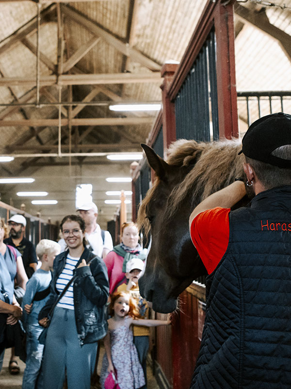 Les Jeudis Du Haras Haras National De Lamballe Bretagne